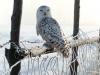 White Winter Owl, Rocky Mountain